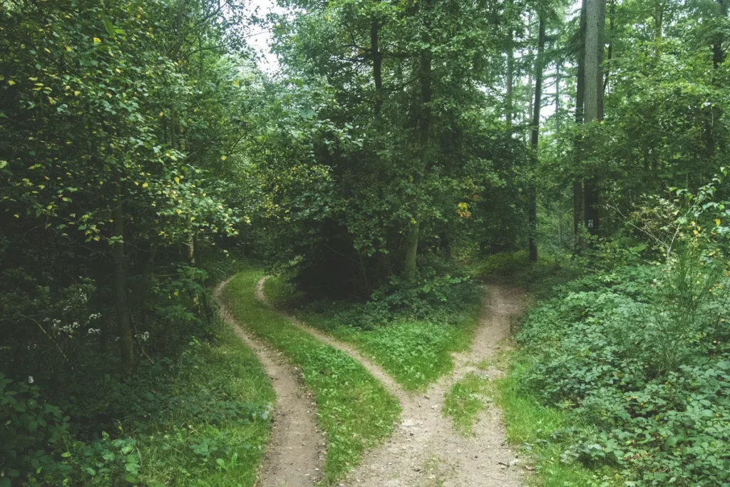 A dirt path in a green forest splitting into two tracks