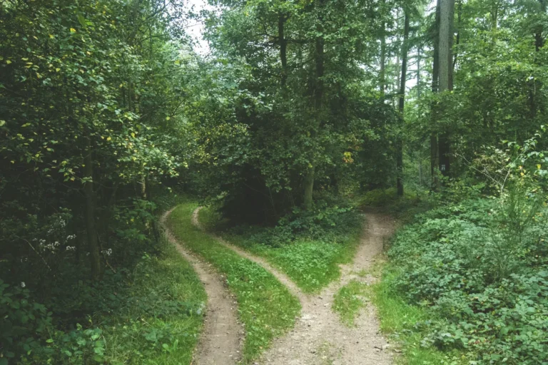 A dirt path in a green forest splitting into two tracks